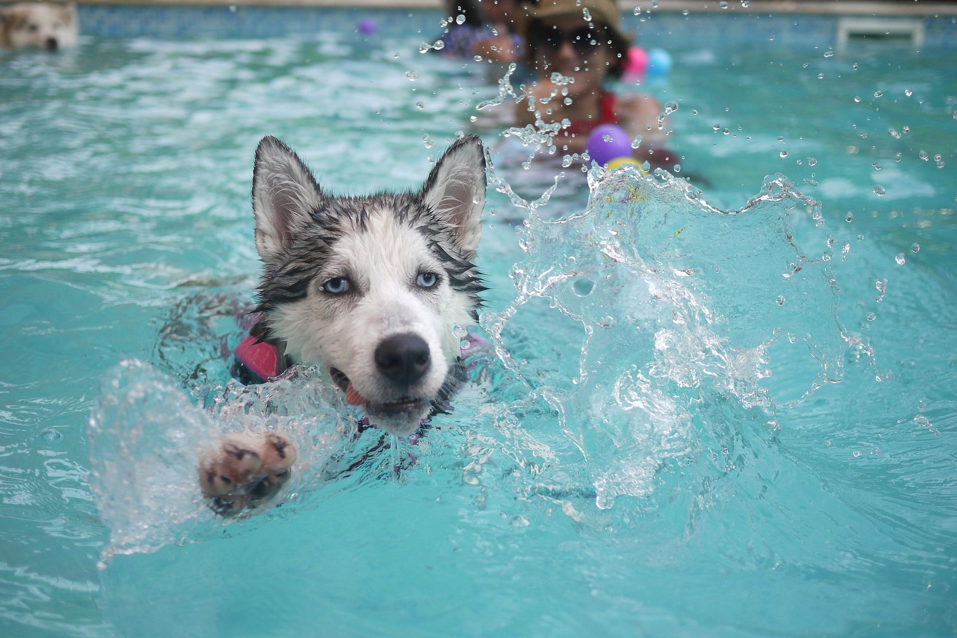 doggie in pool