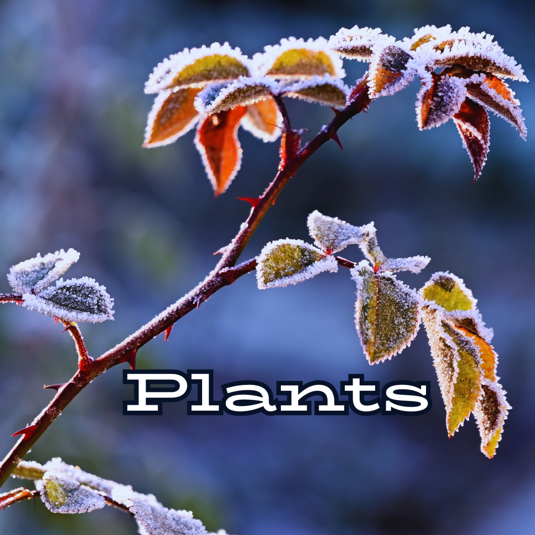 Plant Freeze